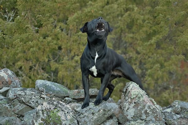 梦见狗叫象征警示人际