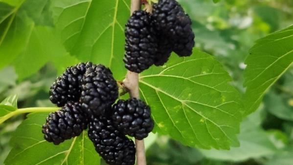 成熟桑葚挂满枝头