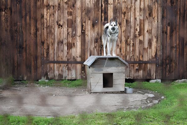 梦见狗窝暗示家宅变化