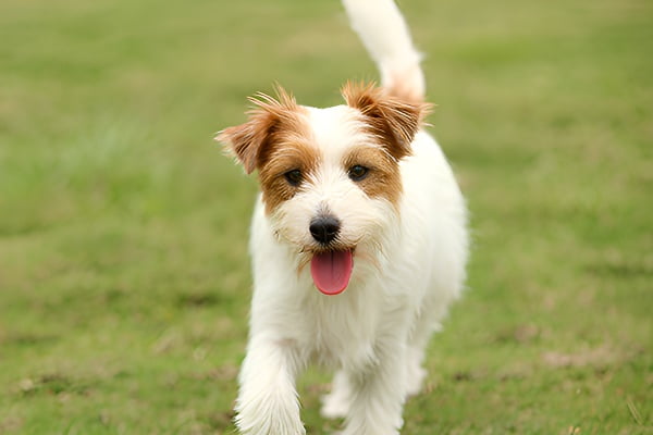 狗摇尾巴象征警惕