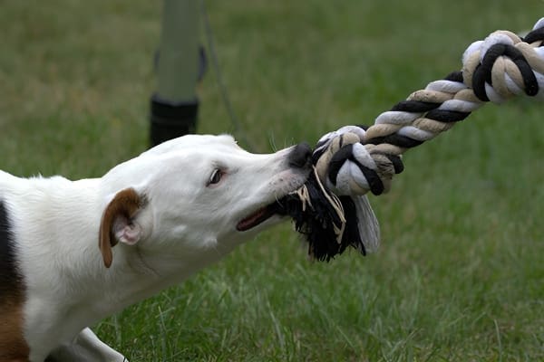 梦见狗咬手的含义