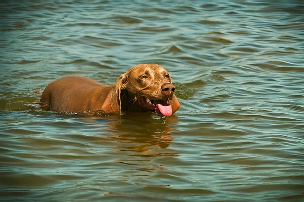 狗在湖中游泳梦境图