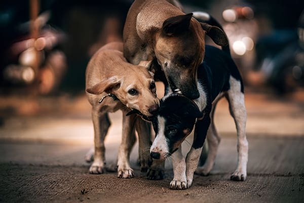 梦见一群狗相互撕咬