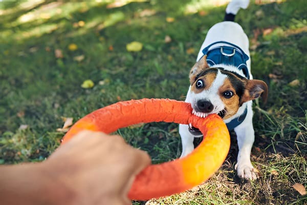 梦见狗咬人梦境警示