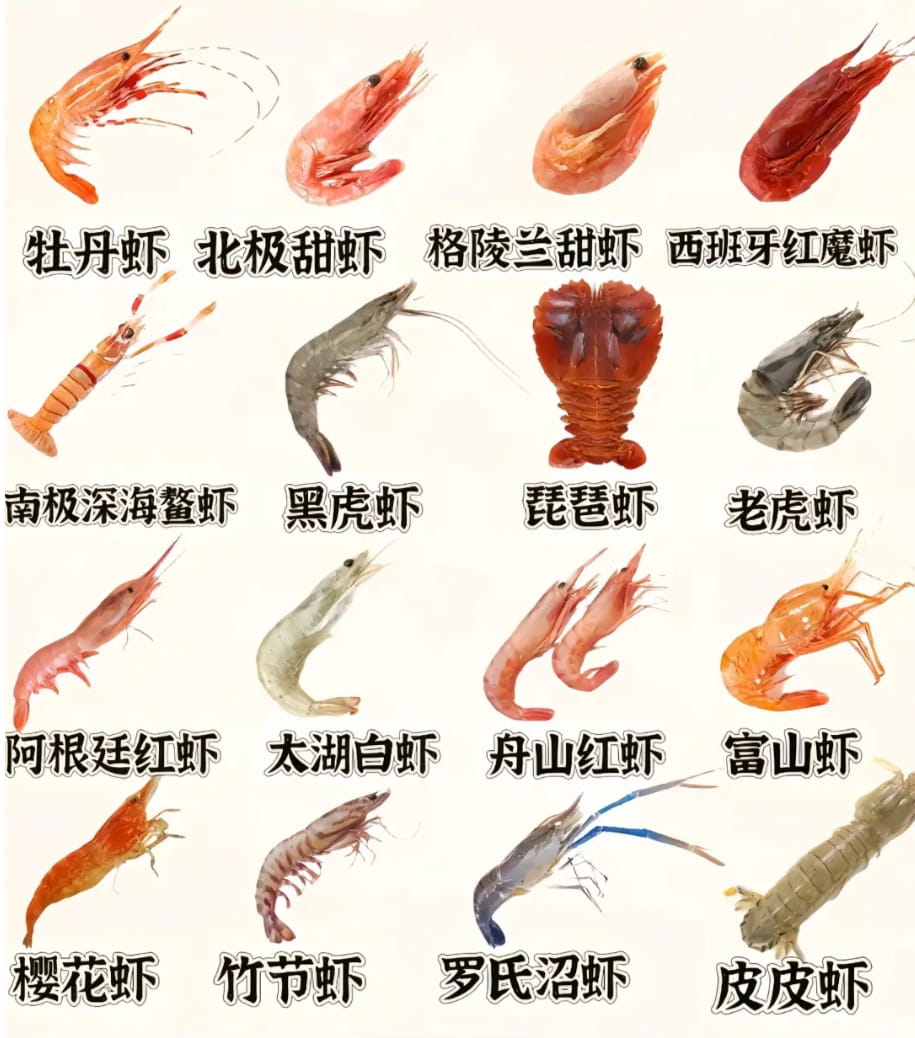 16种常见虾类形态特征对比图