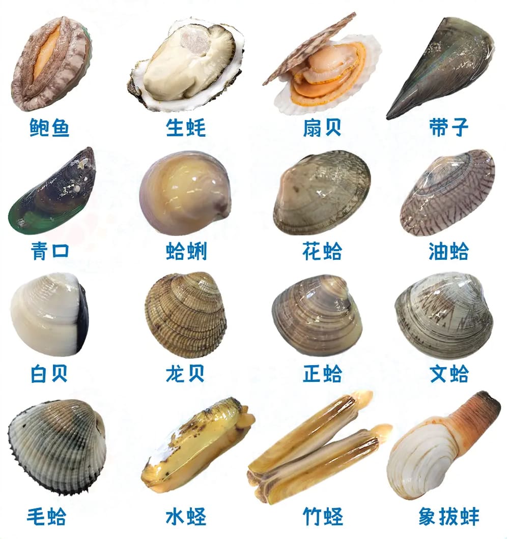16种贝类安全食用指南图解