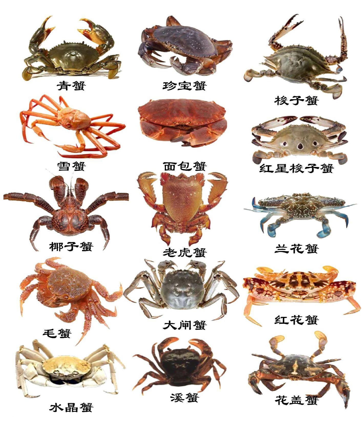 15种蟹类实物鉴别图