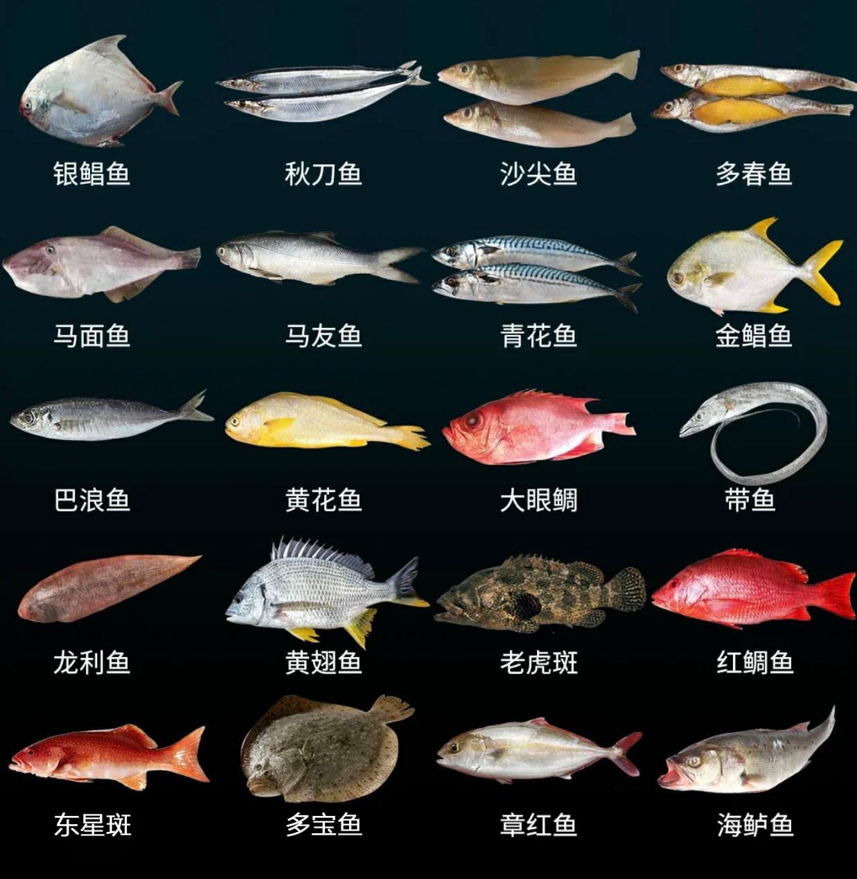 20种常见海鱼实物对比图及名称标识