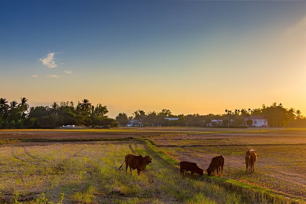 梦中出现的故乡风景