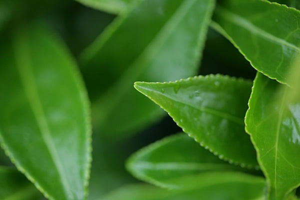 梦见绿叶,代表新机会和变化