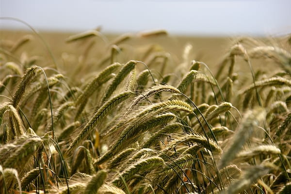 梦见金黄麦田，象征丰收与回报