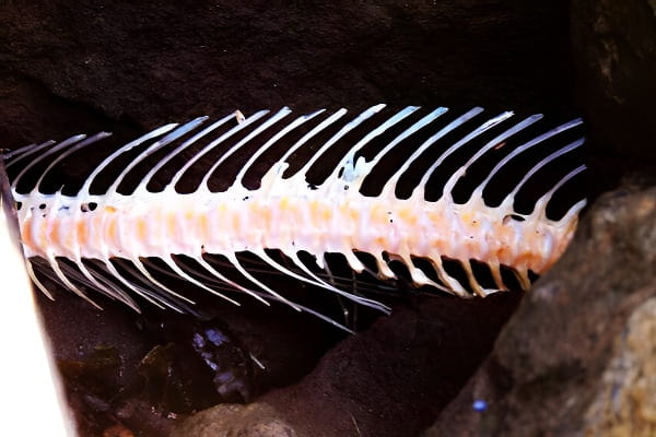 鱼刺卡在喉咙里的梦境图示