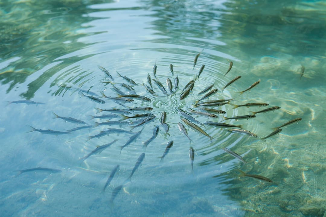 水中游动的小鱼苗景象