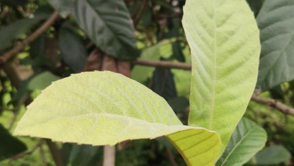 熬煮中的枇杷叶药液过滤中