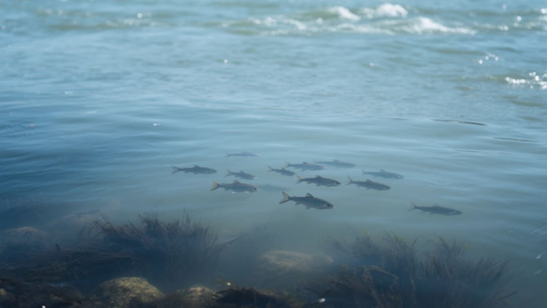 河中游动的鱼群梦境景象