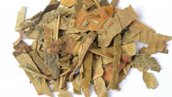 新鲜枇杷叶清洗后准备煮水