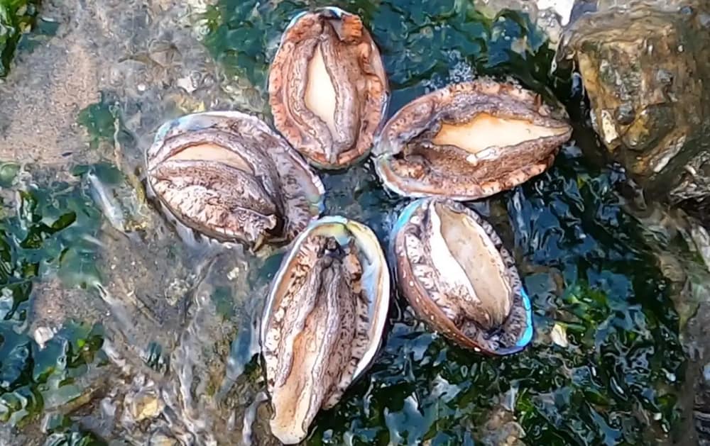 鲜活鲍鱼在海边的梦境景象