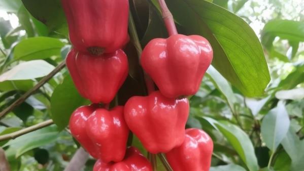 莲雾入菜提升清爽口感