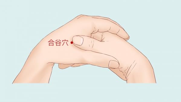 合谷穴位示意图