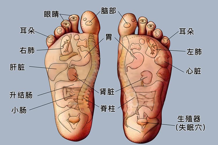 脚底五脏六腑反射区示意图2